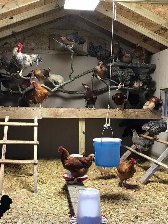 Diy Chicken Coops 2 - Coolest DIY Chicken Coop Ideas For Your Birds